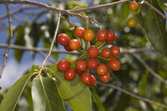 Polyalthia cerasoides